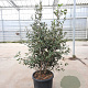 Quercus ilex 100-125 cm 25L