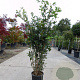 Quercus ilex 125-150 cm 10L