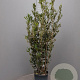 Quercus ilex 125-150 cm 10L