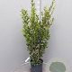 Quercus ilex 125-150 cm 10L