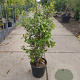 Quercus ilex 125-150 cm 18L