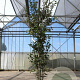 Quercus ilex 125-150 cm 18L
