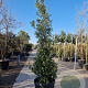 Quercus ilex 200-250 cm container solitair 2-3 tak