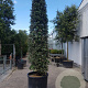 Quercus ilex 300-350 cm container meerstammig