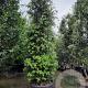 Quercus ilex 300-350 cm cont. 200L meerstammig