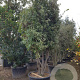 Quercus ilex 300-350 cm cont. 230L paraplu