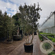 Quercus ilex 300-350 cm cont. 230L paraplu