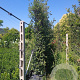 Quercus ilex 350-400 cm container