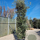 Quercus ilex 350-400 cm container meerstammig