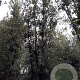 Quercus ilex 350-400 cm container meerstammig