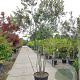 Quercus ilex 350-400 cm cont. 180L paraplu