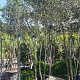 Quercus ilex 350-400 cm cont. 180L paraplu