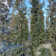 Quercus ilex 350-400 cm cont. 230L