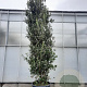 Quercus ilex 350-400 cm cont. 230L meerstammig