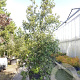 Quercus ilex 350-400 cm cont. 230L meerstammig
