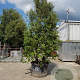 Quercus ilex 350-400 cm cont. 500L meerstammig