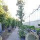 Quercus ilex 400-450 cm container