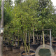 Quercus ilex 400-450 cm container struik