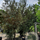 Quercus ilex 400-450 cm container struik