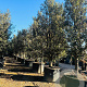 Quercus ilex 500-550 cm container meerstammig