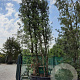 Quercus ilex 500-600 cm cont. 750L meerstammig