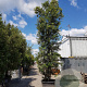 Quercus ilex 550-600 cm container meerstammig