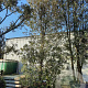 Quercus ilex 600-700 cm container