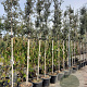 Quercus ilex 160 cm stam container 6-8