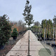 Quercus ilex 160 cm stam container 6-8