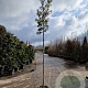 Quercus ilex 180 cm stam container 6-8
