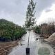 Quercus ilex 180 cm stam container 8-10