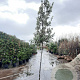 Quercus ilex 180 cm stam container 8-10