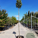 Quercus ilex 180 cm stam container 8-10