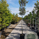 Quercus ilex 180 cm stam container 10-12 hoge lei