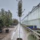 Quercus ilex 180 cm stam container 10-12 hoge lei