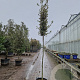 Quercus ilex 180 cm stam container 10-12 hoge lei