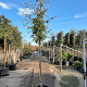 Quercus ilex 180 cm stam container 10-12 hoge lei