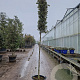 Quercus ilex 180 cm stam container 12-14 leiboom