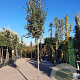 Quercus ilex 180 cm stam container 14-16