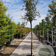 Quercus ilex 180 cm stam container 14-16