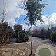 Quercus ilex 180 cm stam container 16-18 leiboom