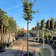 Quercus ilex 180 cm stam container 16-18 leiboom