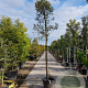 Quercus ilex 180 cm stam container 18-20 leiboom