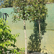 Quercus ilex 180 cm stam container 18-20 leiboom