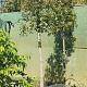 Quercus ilex 180 cm stam container 18-20 leiboom