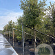 Quercus ilex 180 cm stam container 18-20 leiboom
