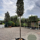Quercus ilex 180 cm stam container 20-25