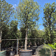 Quercus ilex 200 cm stam container