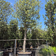 Quercus ilex 200 cm stam container
