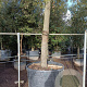 Quercus ilex 200 cm stam container